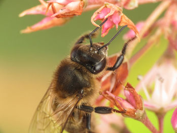 Close-up of bee pollinating flower