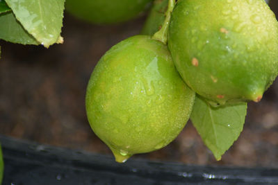 Close-up of wet green leaf on tree