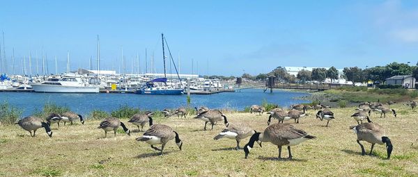 Flock of birds by sea against sky