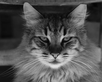 Close-up portrait of cat