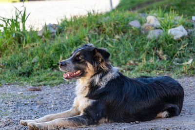 Dog sitting on field