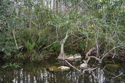 Scenic view of lake in forest