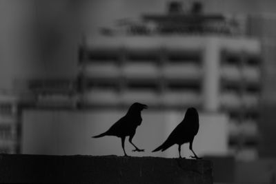 Birds perching on retaining wall