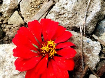 Close-up of red rose on rock