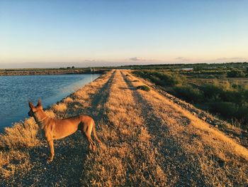 Dog on landscape against clear sky during sunset