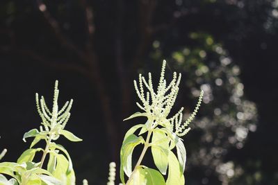 Close-up of flowering plant