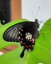 Butterfly on leaf