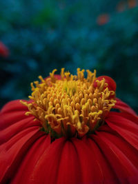 Close-up of fresh yellow flower