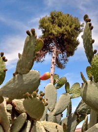 Low angle view of prickly pear cactus against sky