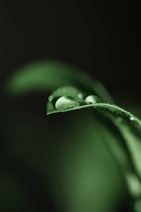 Close-up of raindrops on leaf against black background
