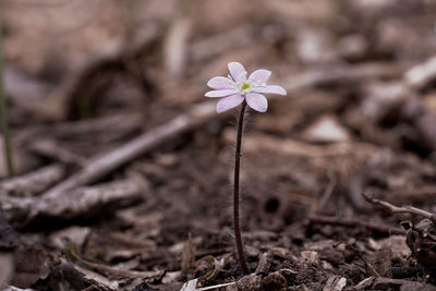 plant