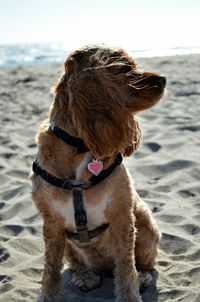 Cute dog on sandy beach