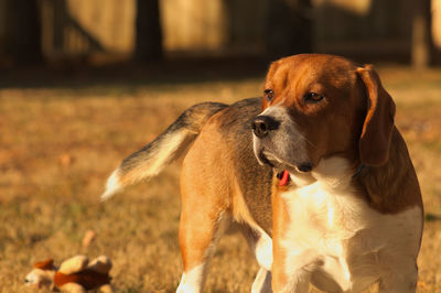 Close-up of dog