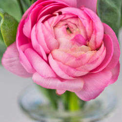 Close-up of pink rose