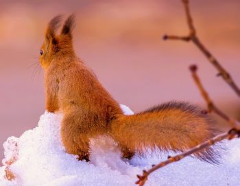 Red squirrel on white snow in moscow