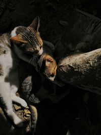 Close-up of a cat sleeping