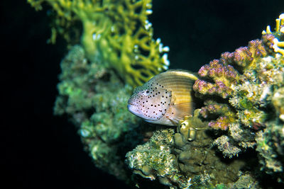 Close-up of jellyfish swimming in sea