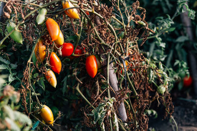 Close-up of tomatoes growing at organic farm