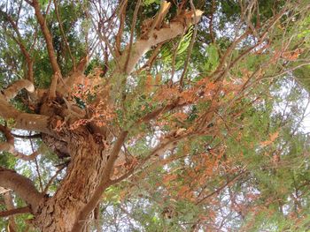 Low angle view of trees in forest