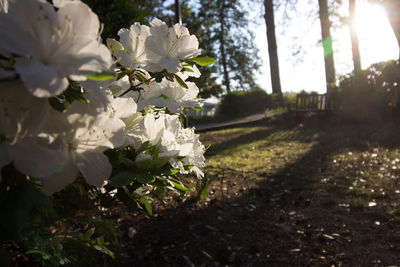 Close-up of white flowers