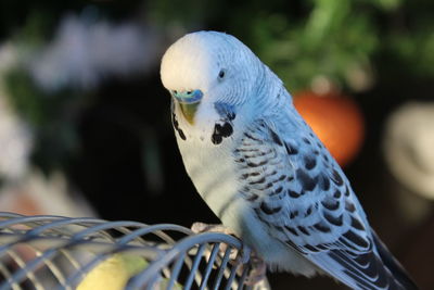 Close-up of parrot perching outdoors