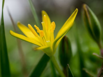 Close-up of yellow flowering plant