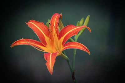 Close-up of orange wet lily blooming outdoors