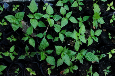 High angle view of green leaves on field