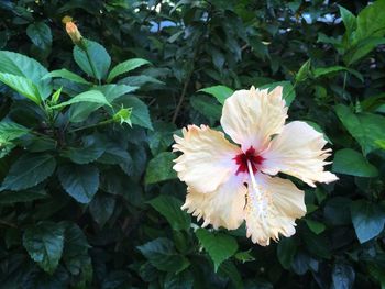 Close-up of white flowering plant