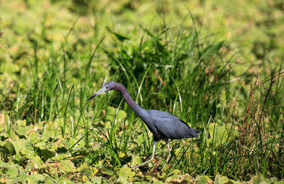 High angle view of gray heron on field