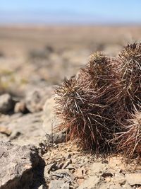 Close-up of dry plant on sand