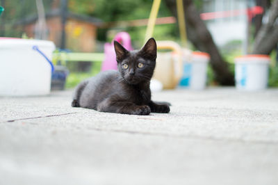 Portrait of cat sitting on street