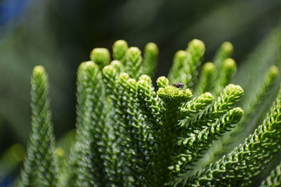 Close-up of insect on plant