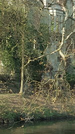 Tree by river in forest