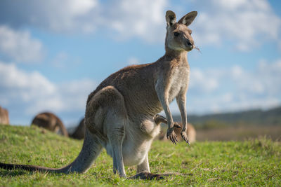 Kangaroo standing on field