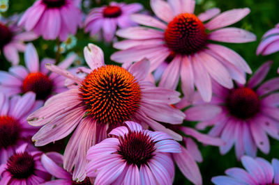 Close-up of pink flowering plants