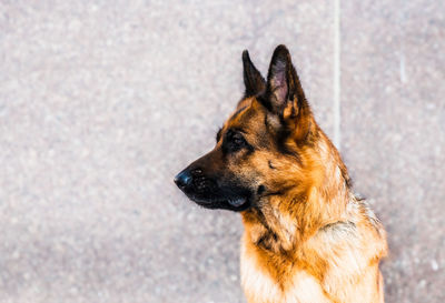 Close-up of a dog looking away