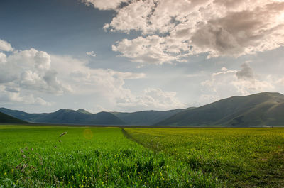 Scenic view of field against sky