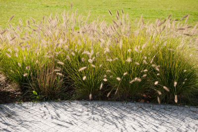 Close-up of grass on field