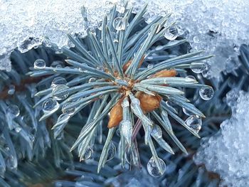 Close-up of frozen plants