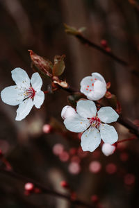 Close-up of cherry blossoms in spring