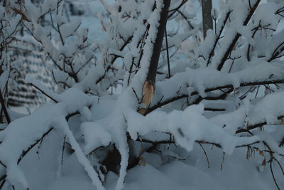 Snow covered trees on field during winter