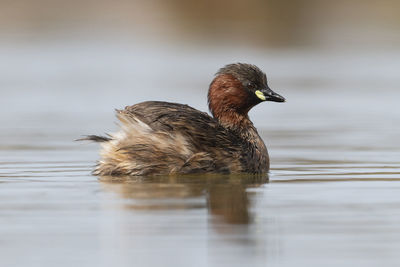 Duck swimming in lake