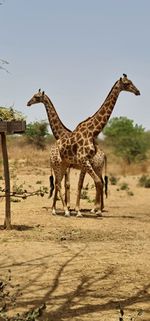 Giraffe standing on field against sky