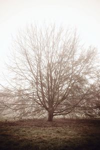 Bare tree on field against clear sky