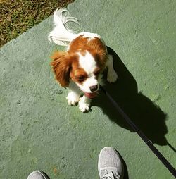 High angle view of dog standing on floor