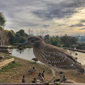 Close-up of bird perching on tree against sky