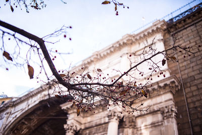 Low angle view of cherry tree against buildings in city