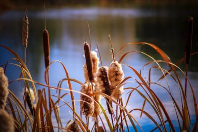 Close-up of dry plants against sea