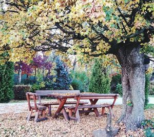 Empty bench in park